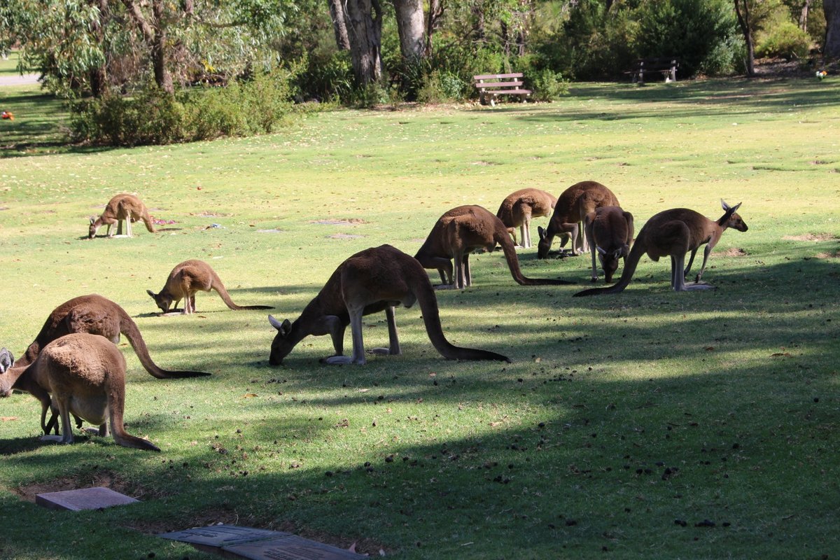Picture of Pinnaroo Valley Memorial Park