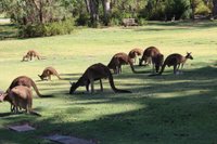 are dogs allowed at pinnaroo memorial park