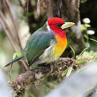 Red-headed barbet.