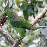 Crimson-rumped toucanet