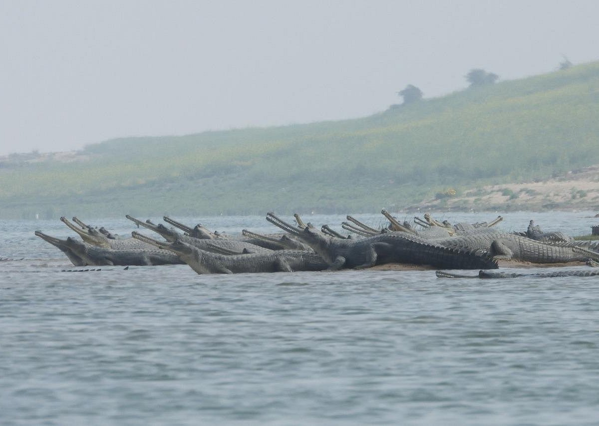 chambal safari bah