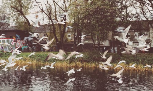 Gabbiani in volo presso il Royal Canal - Drumcondra, Dublino, Novembre 2019