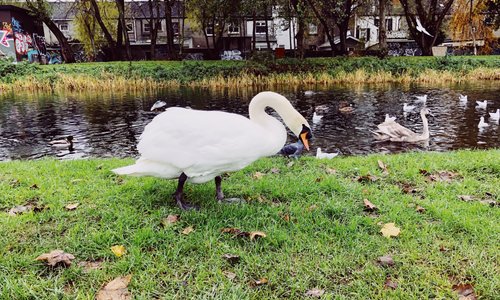 Cigno presso il Royal Canal - Drumcondra, Dublino, Novembre 2019