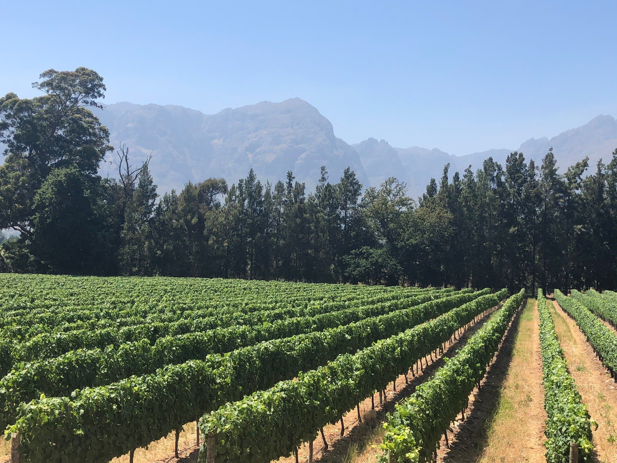 THELEMA MOUNTAIN VINEYARDS (Stellenbosch) - All You Need To Know BEFORE ...