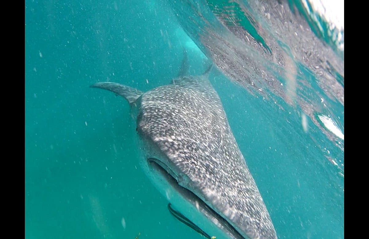 https://dynamic-media-cdn.tripadvisor.com/media/photo-o/1a/49/ed/a3/whale-shark.jpg?w=1200&h=1200&s=1