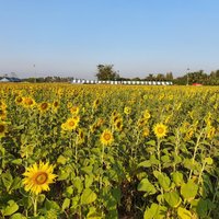 Manee Sorn Sunflower Field - All You Need to Know BEFORE You Go (2024)