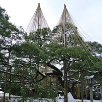 松の雪吊りも見られました。