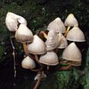 Buddapies