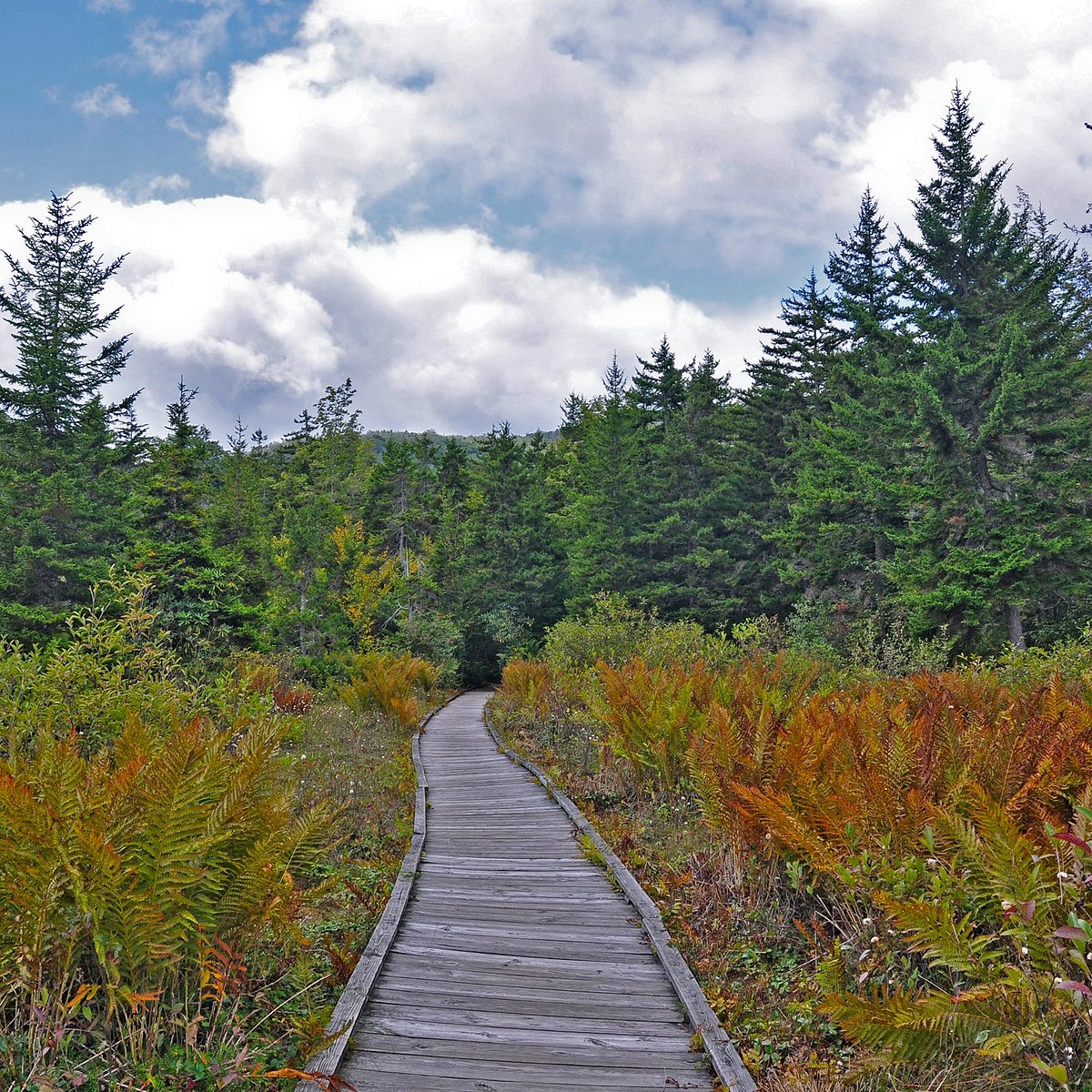 Cranberry Glades Botanical Area - All You Need to Know BEFORE