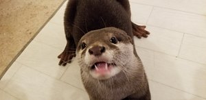 Loutre Kyoto All You Need To Know Before You Go With Photos Loutre Kyoto All You Need To Know Before You Go With Photos