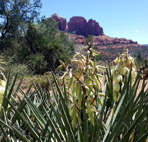 2022 O Que Fazer Em Sedona Os 10 Melhores Pontos Turísticos Tripadvisor 5433