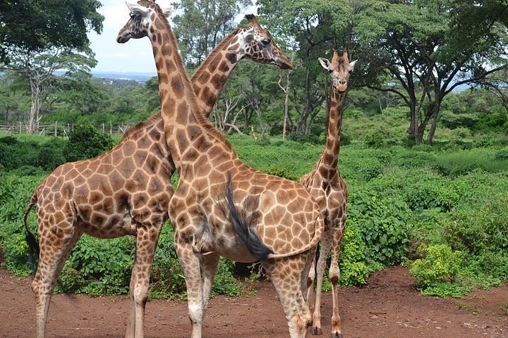 2023 Nairobi Karen Blixen Museum, Elephant Orphanage & Giraffe Center  Guided DayTour