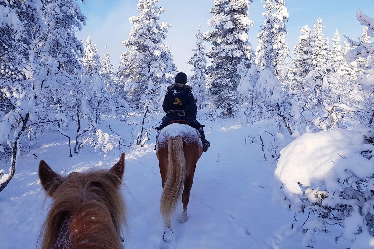 Polaris Point Horses, Саариселкя: лучшие советы перед посещением -  Tripadvisor