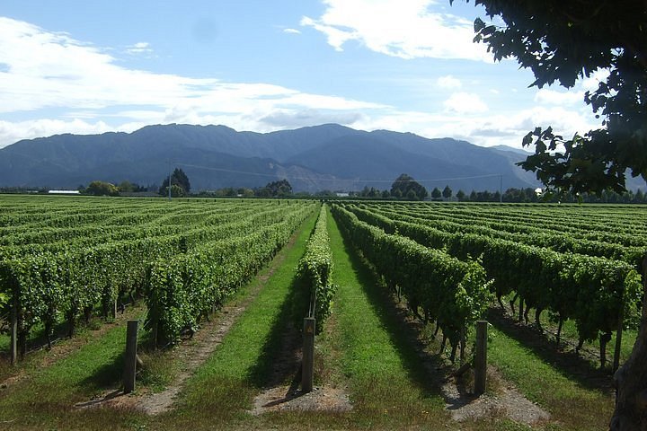 vineyard tours blenheim