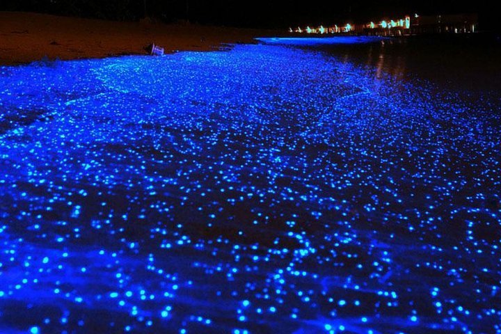 2024 Bio Luminescent Swimming From Krabi Provided By Oh-hoo