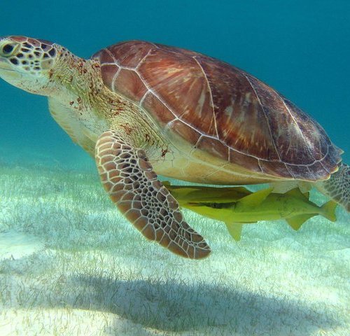 Swim with sea turtles provided by Akumal Ecological Guides | Akumal ...