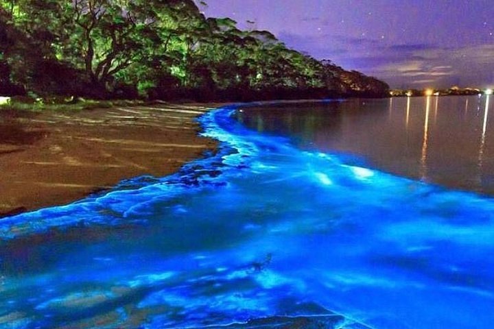 2023 Luminous Lagoon (Glistening Waters) Night Tour