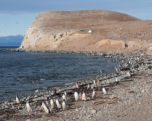 punta arenas free tour