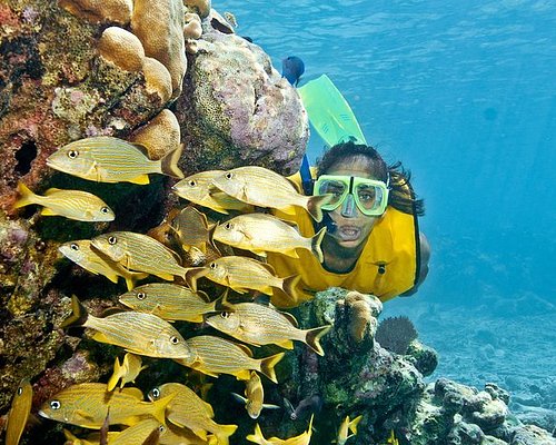 THE 10 BEST Playa del Carmen Scuba Diving & Snorkeling (2023)