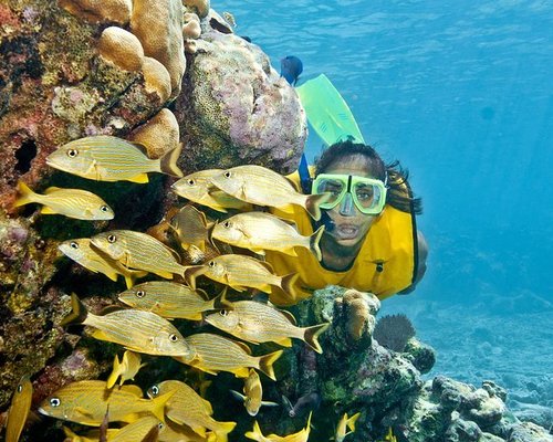 LES 10 MEILLEURES Plongée sous-marine et avec tuba à Playa del Carmen