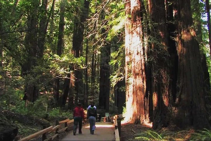 2025年 ミュアウッズ国定公園 - 出発前に知っておくべきこと