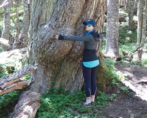 punta arenas free tour