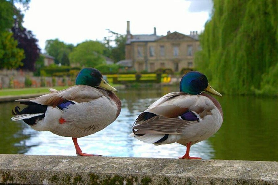 Coombe Abbey Park image