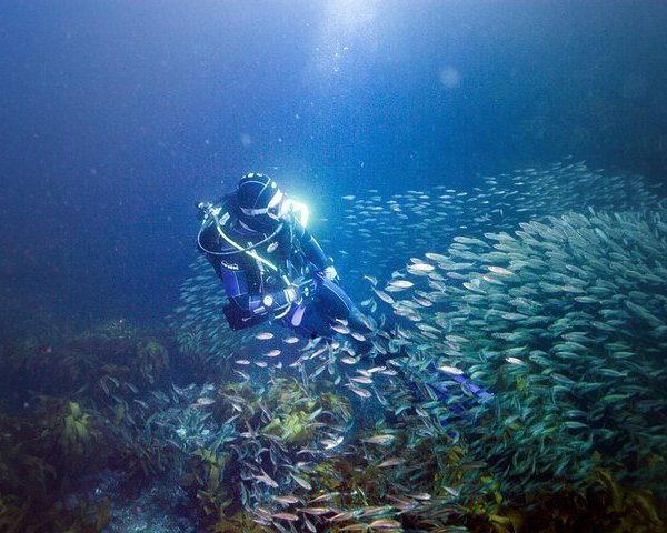 Goat Island Marine Reserve (Warkworth) - All You Need to Know BEFORE You Go