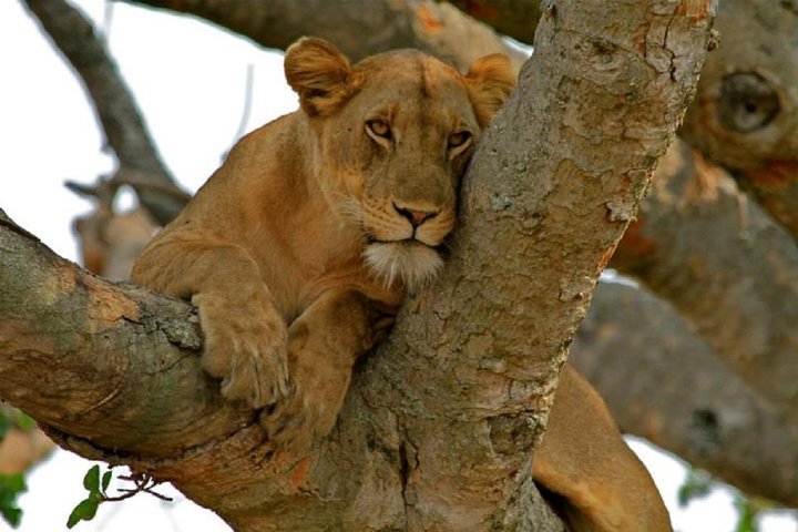 2024 (Entebbe) Wildlife in Queen Elizabeth & Chimpanzee tracking 4 days