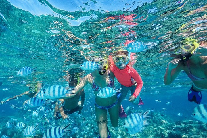 TRIPADVISOR | Reef Discovery Half Day Group Signature Tour Provided By ...