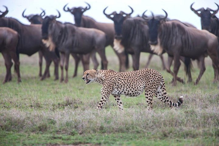 safari in tanzania december