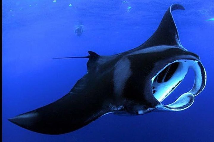 2023 Night Manta Ray Adventure On The Big Island, Hawaii