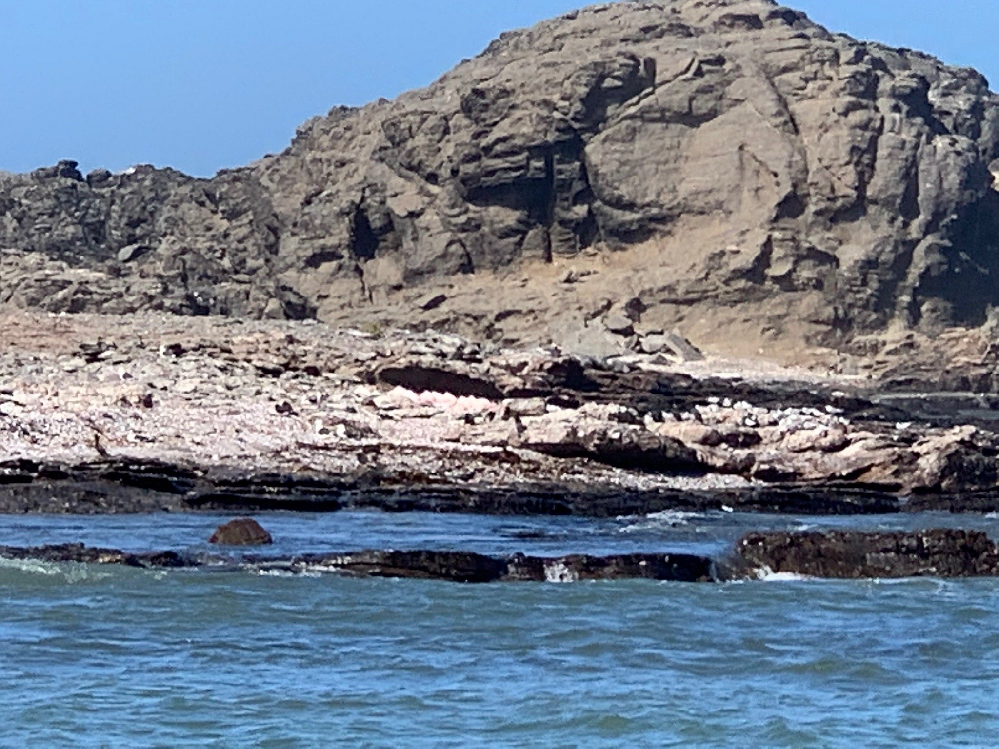 zeepaard boat tours luderitz