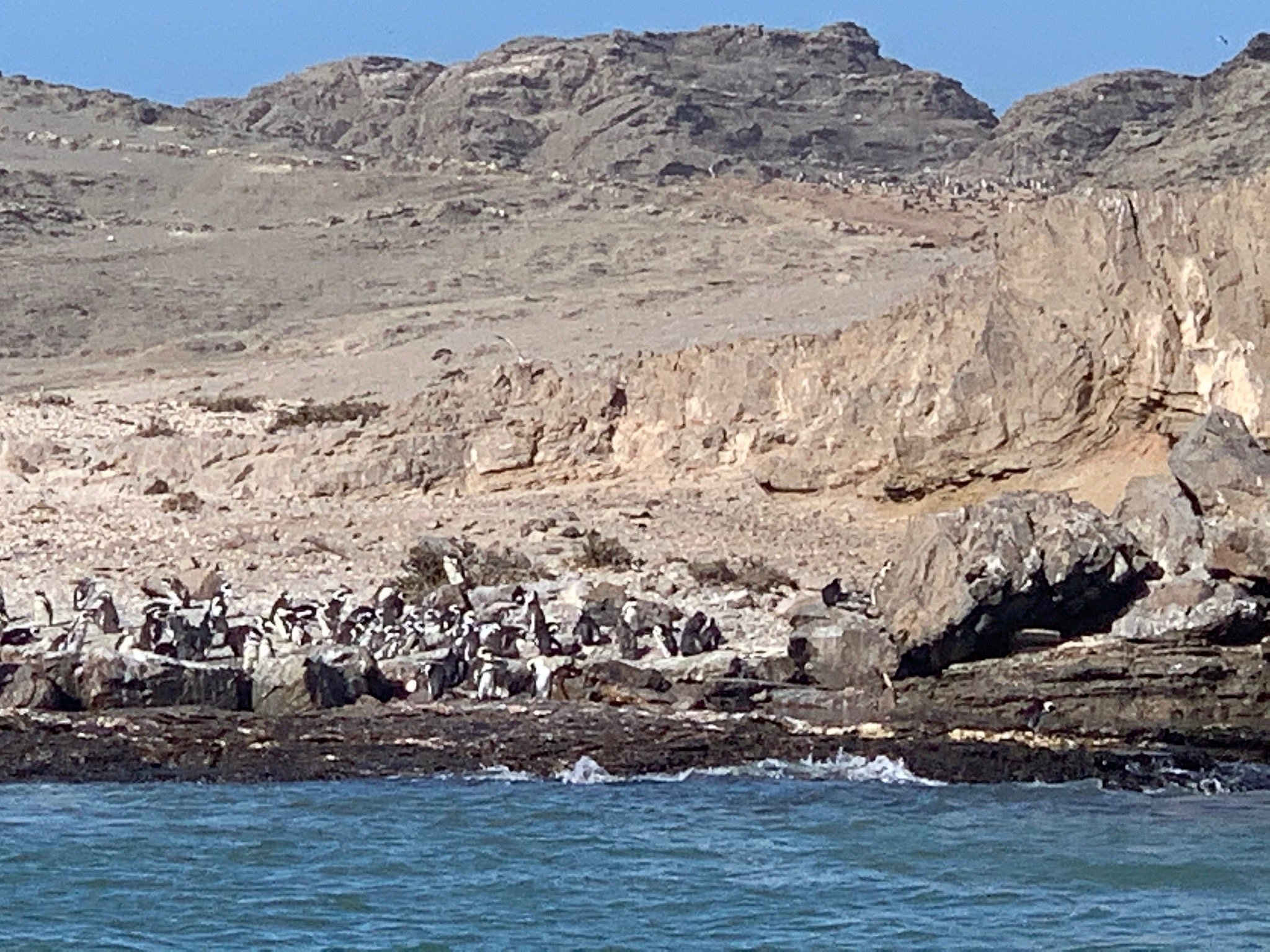 zeepaard boat tours luderitz