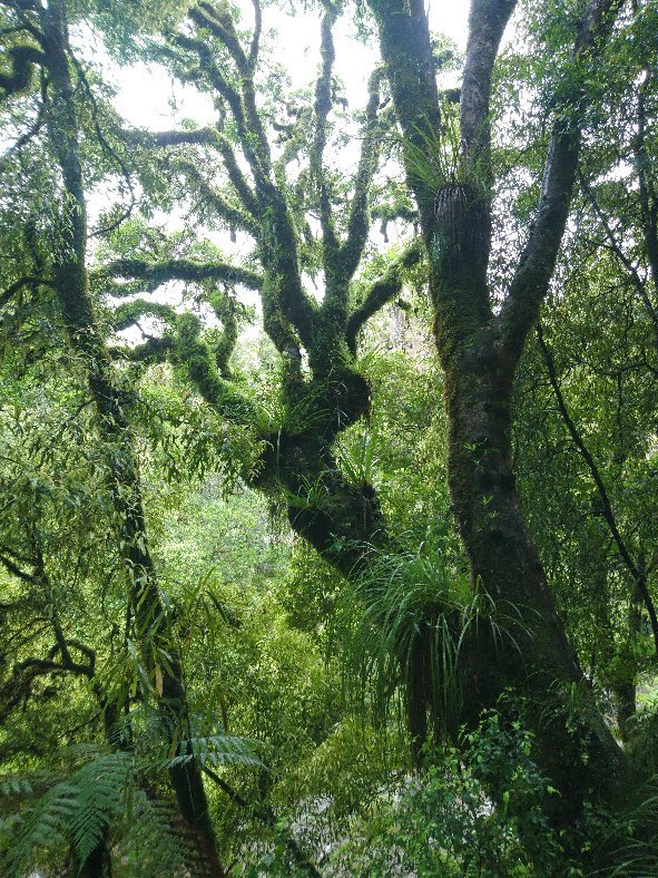 Whirinaki Waterfall Loop Track (Whakatane) - All You Need to Know ...