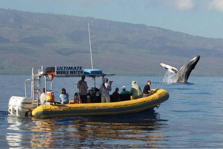 17 Great Places To Enjoy West Coast Whale Watching - Forever Karen