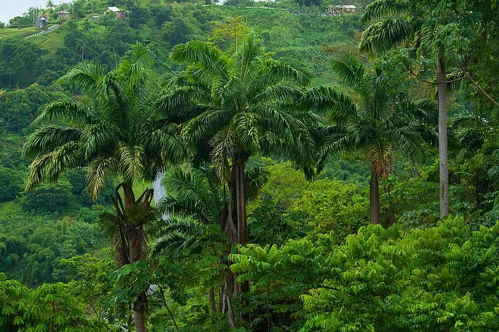 rainforest tour tobago