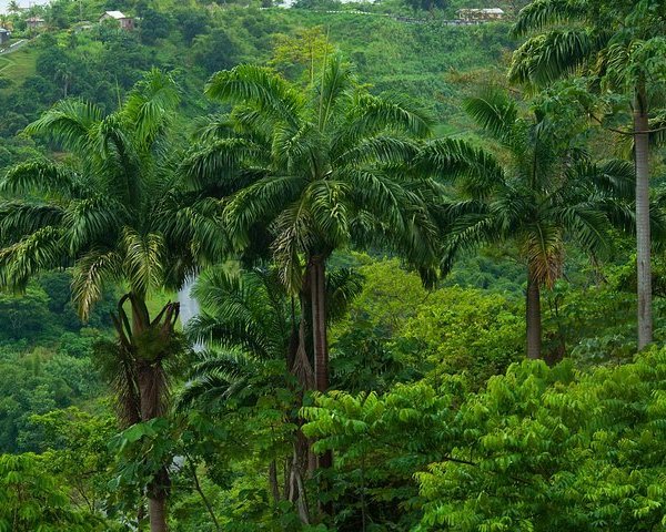 Tobago Forest Reserve - All You Need to Know BEFORE You Go