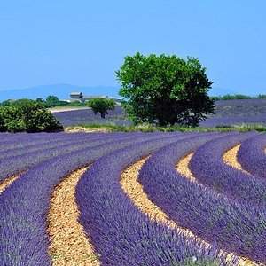 marseille lavender fields tour