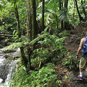 (Private) El Yunque tour - Transportation Included / 7am-12pm or 12pm-5pm