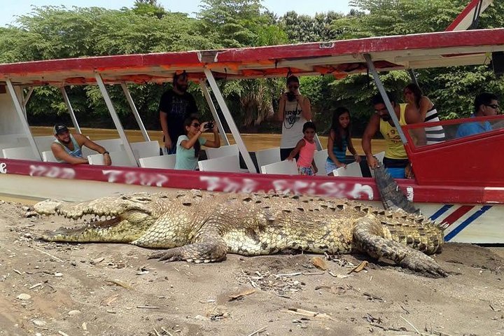 Tripadvisor | Crucero por el río Cocodrilo y vida silvestre en el río  Tarcoles ofrecido por Costa Rica Itinerary | Jaco, Costa Rica