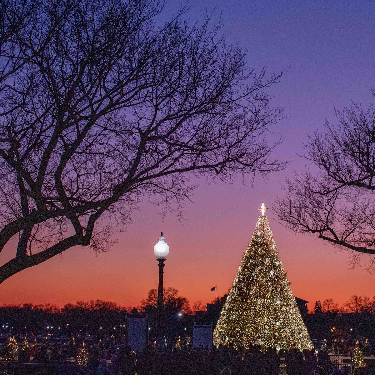 NATIONAL CHRISTMAS TREE (Washington DC) All You Need to Know BEFORE