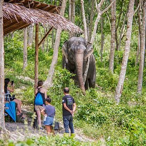 kaziranga elephant safari price 2022