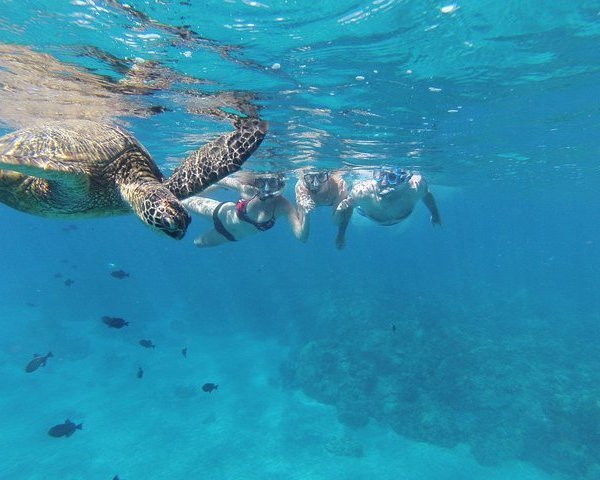 Turtle Town Snorkel with Photo and Video | Maui, HI