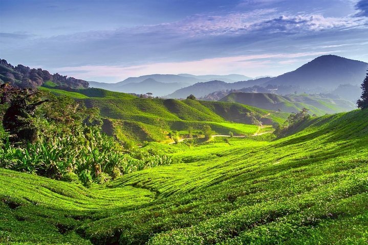 2023 Full Day Cameron Highlands Tour Reserve Now   Caption 