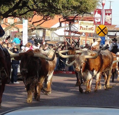 THE 15 BEST Things to Do in Fort Worth - 2023 (with Photos) - Tripadvisor