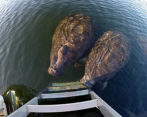 best manatee swim tours