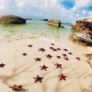 10 PCS Starfish 2-6 Inch Mixed Ocean Beach India