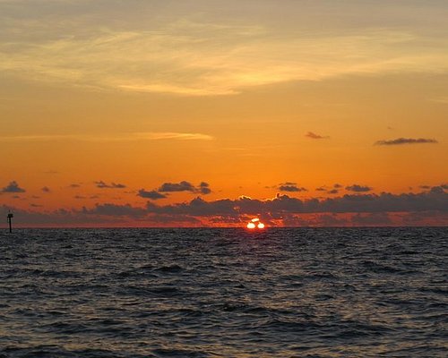 dolphin tours in clearwater beach