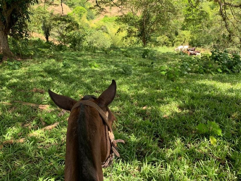 CABALGATAS EL CARMELO (La Tebaida): Tutto Quello Che C'è Da Sapere